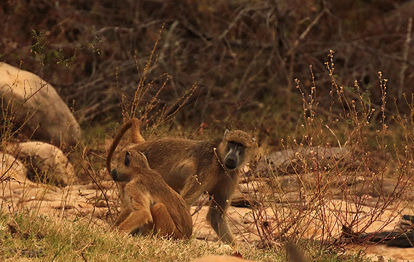 Selous