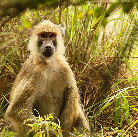 Yellow baboon - Mahale National Park