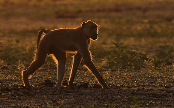 Selous