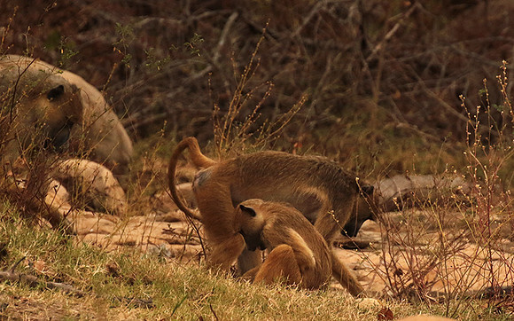 Selous