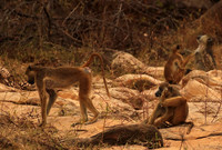 Selous