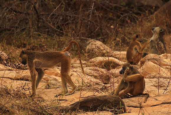 Selous