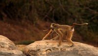 Selous