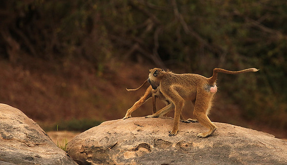 Selous