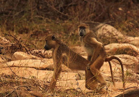 Selous
