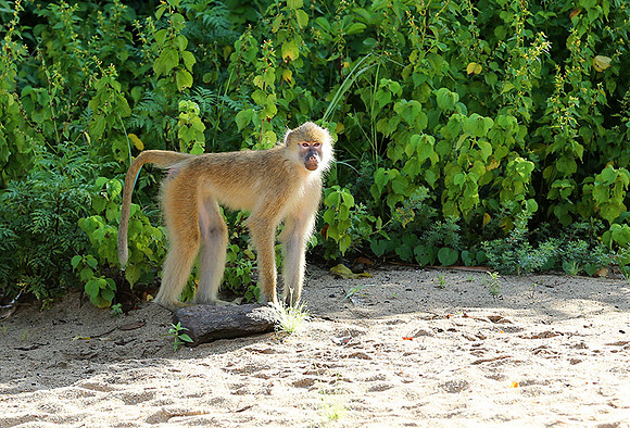 Yellow baboon - Mahale National Park