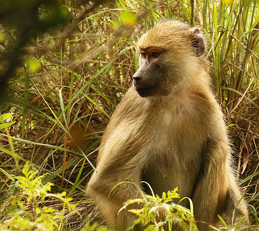 Yellow baboon - Mahale National Park