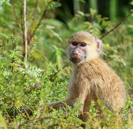 Yellow baboon - Mahale National Park