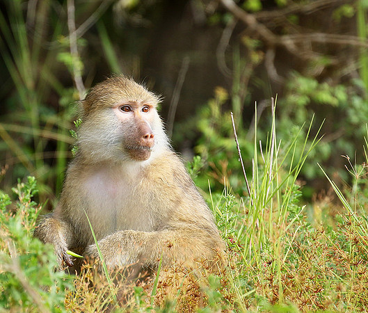 Yellow baboon - Mahale National Park