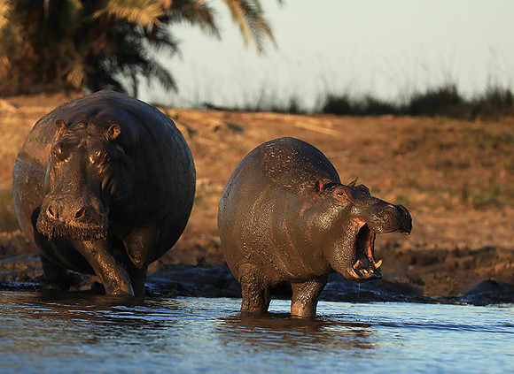 Kafue NP
