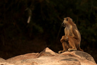 Selous