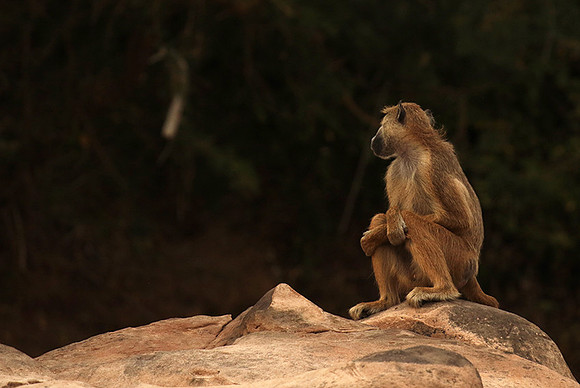 Selous