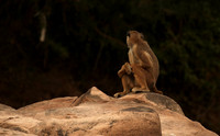 Selous