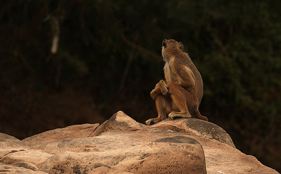 Selous