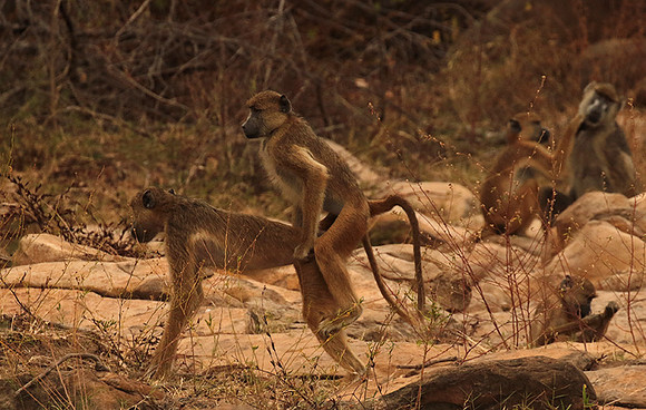 Selous