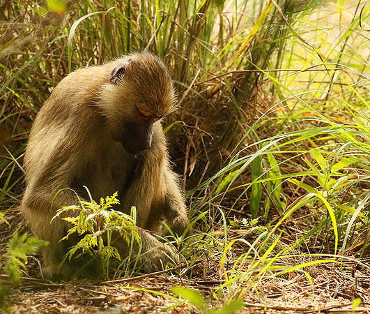 Yellow baboon - Mahale National Park
