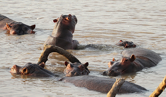 South Luangwa NP
