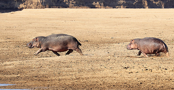 South Luangwa NP