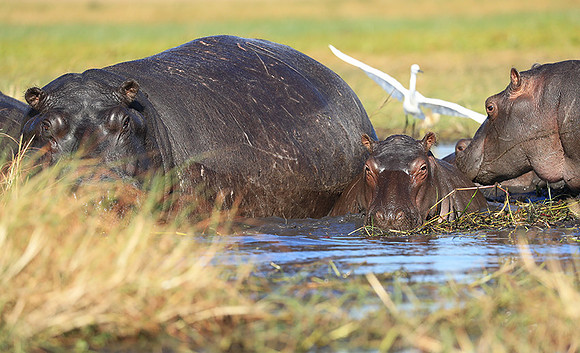 Kafue NP