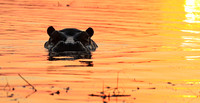 Kafue NP