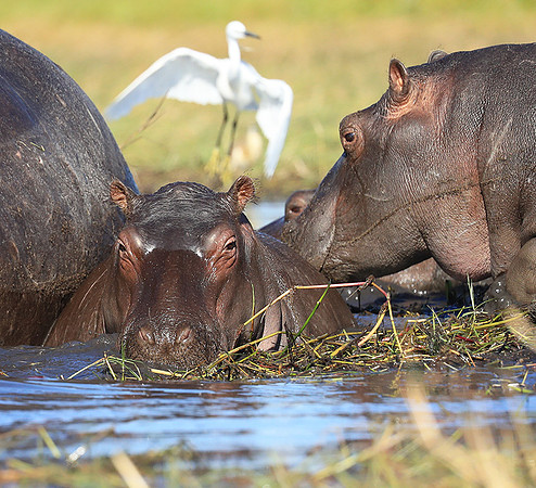 Kafue NP