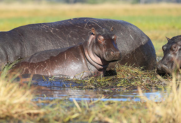 Kafue NP