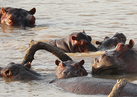 South Luangwa NP