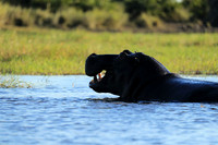 Kafue NP