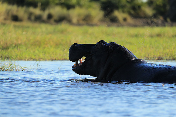 Kafue NP