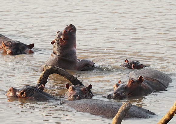 South Luangwa NP