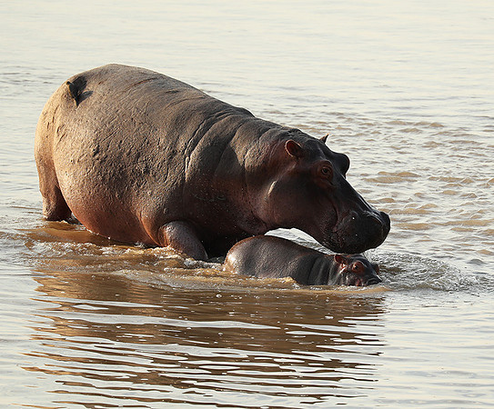 South Luangwa NP