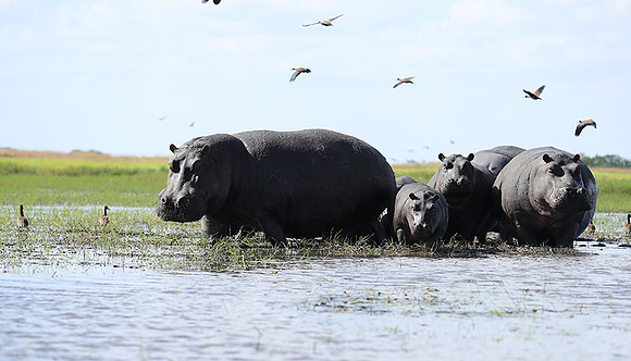 Kafue NP