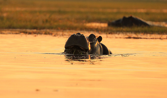 Kafue NP
