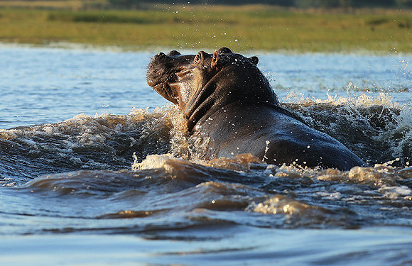 Kafue NP