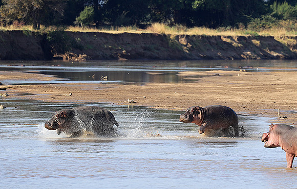 South Luangwa NP