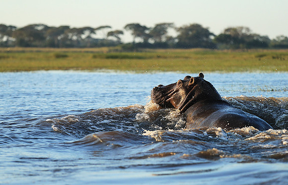 Kafue NP