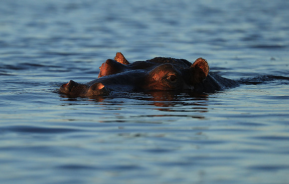 Kafue NP