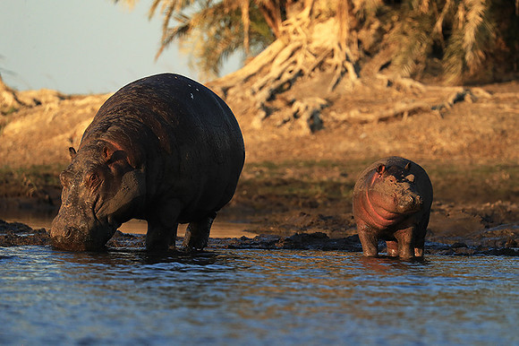 Kafue NP