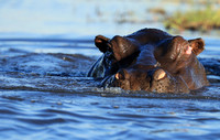 Kafue NP
