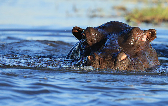 Kafue NP