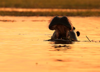 Kafue NP