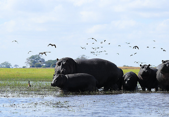 Kafue NP