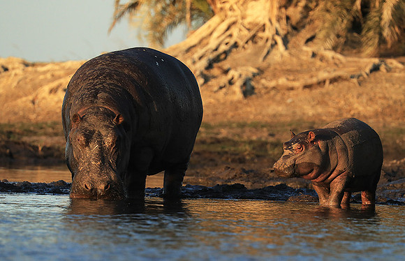 Kafue NP