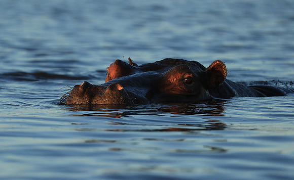 Kafue NP