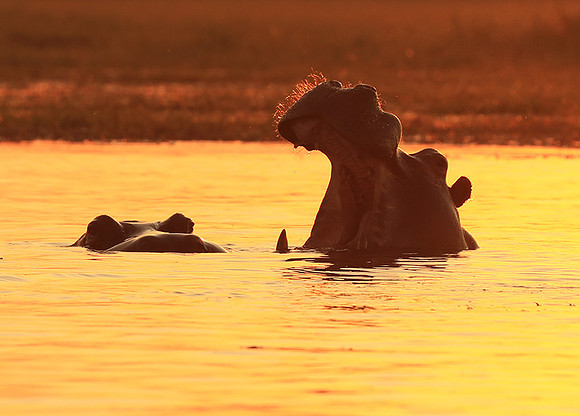 Kafue NP