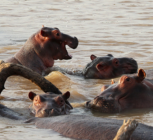 South Luangwa NP