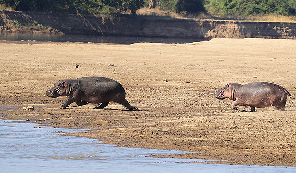 South Luangwa NP
