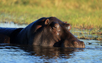 Kafue NP