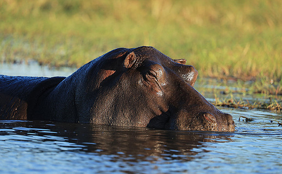 Kafue NP