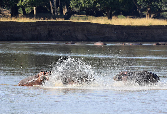 South Luangwa NP